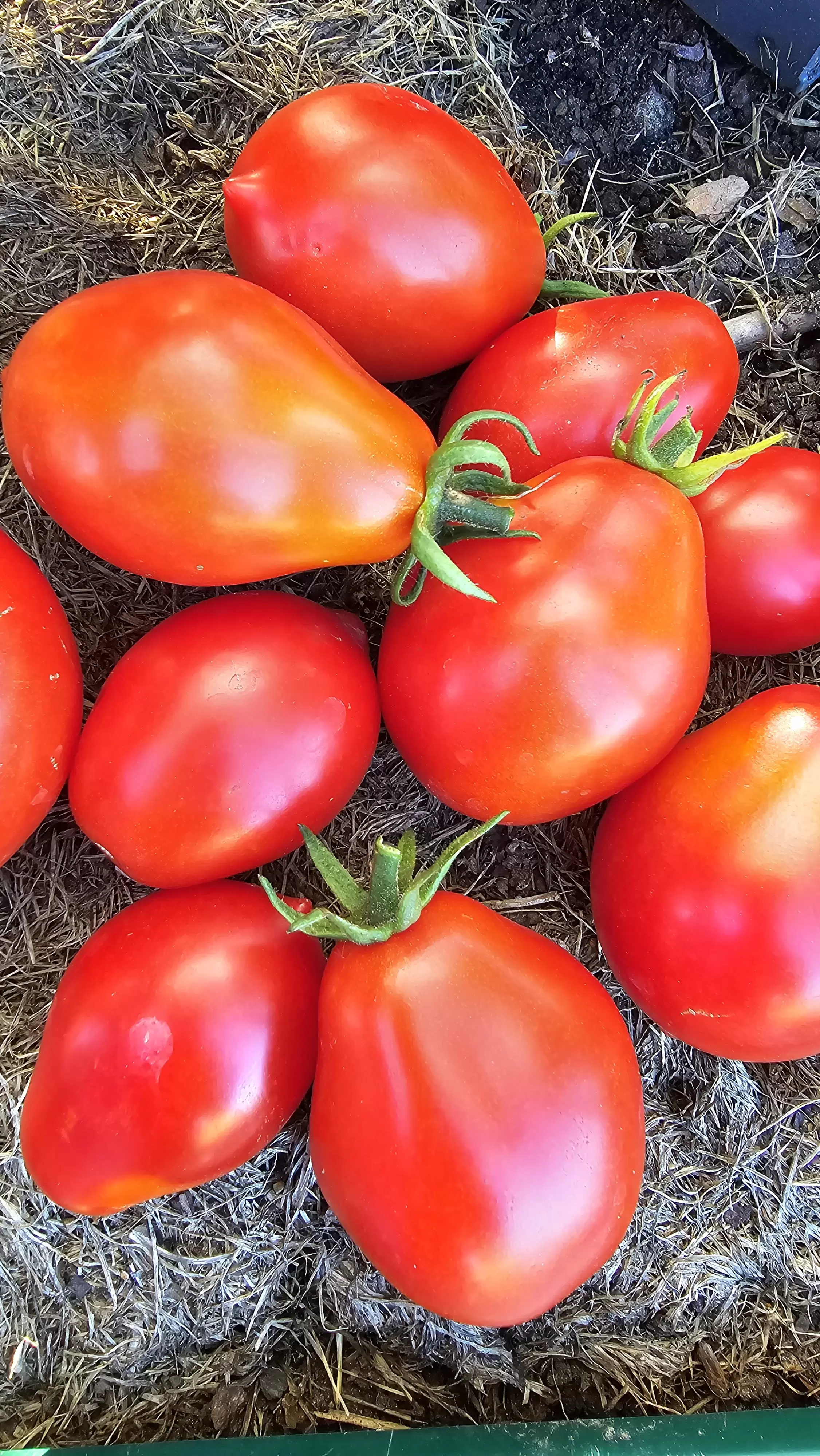 Весенняя капель