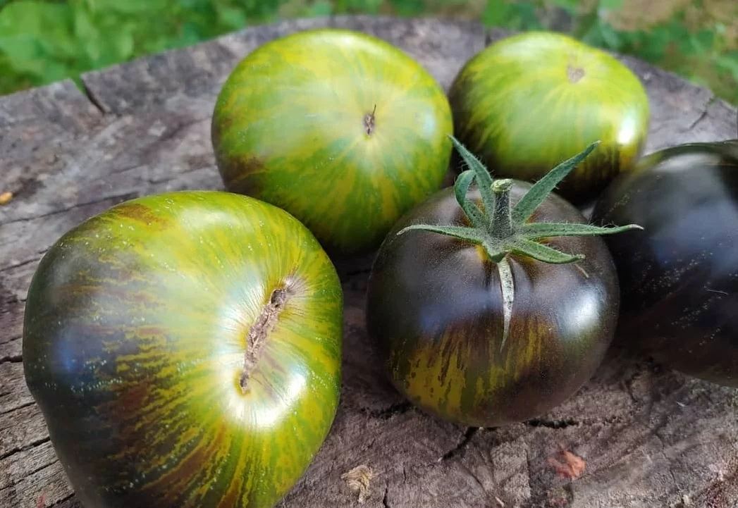 Томат Зелёная богиня Ксанаду (Xanadu green Goddess) (5 семян 000063.)