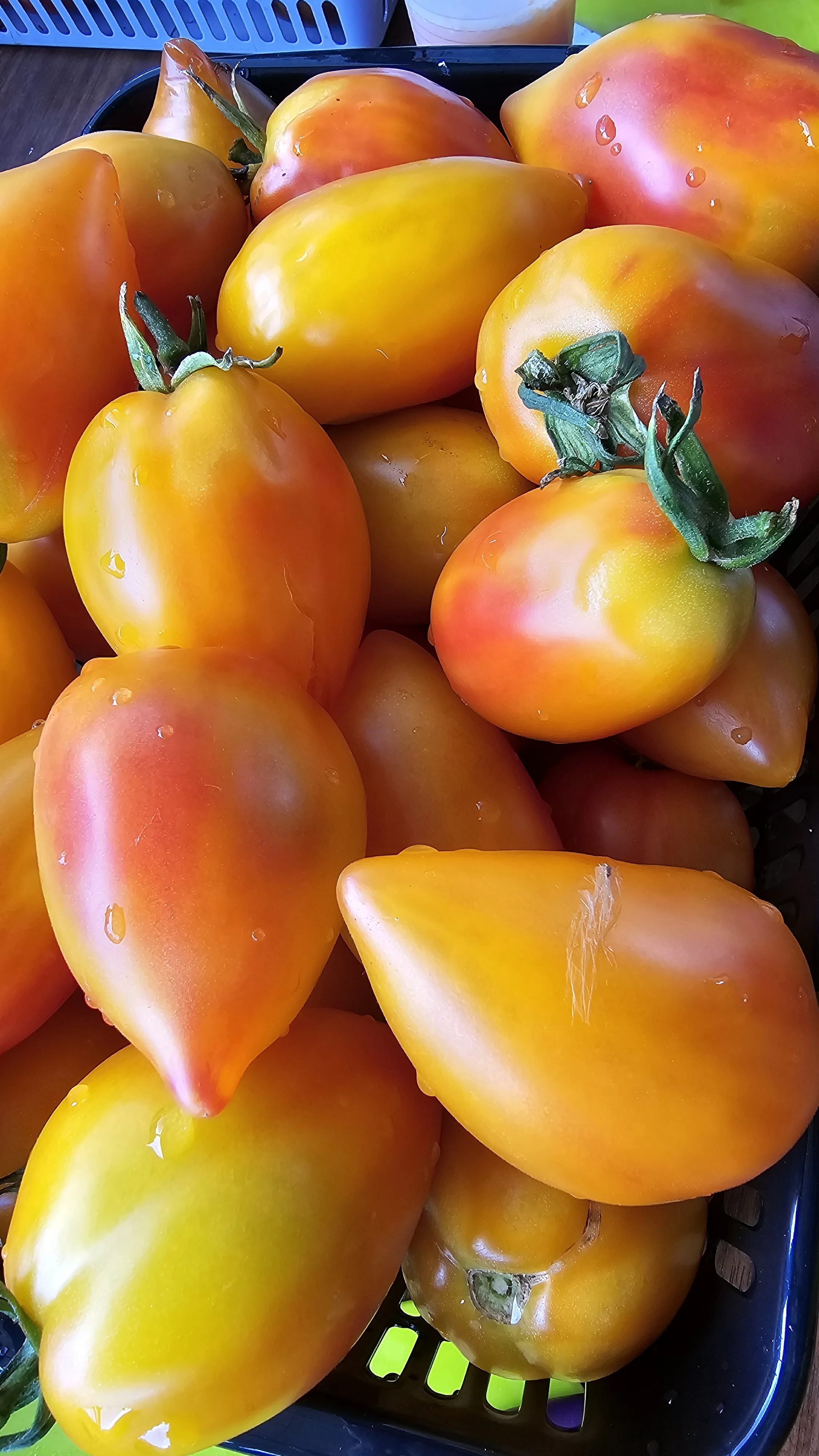 Алматинский желтый тюльпан