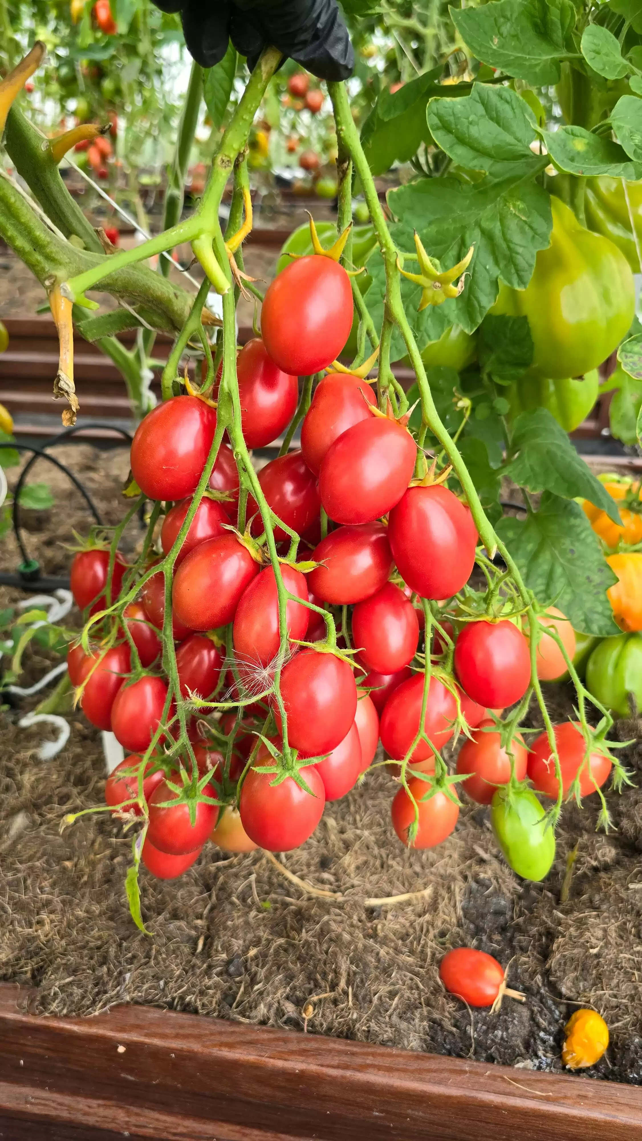 Козула 14 Мегагрон