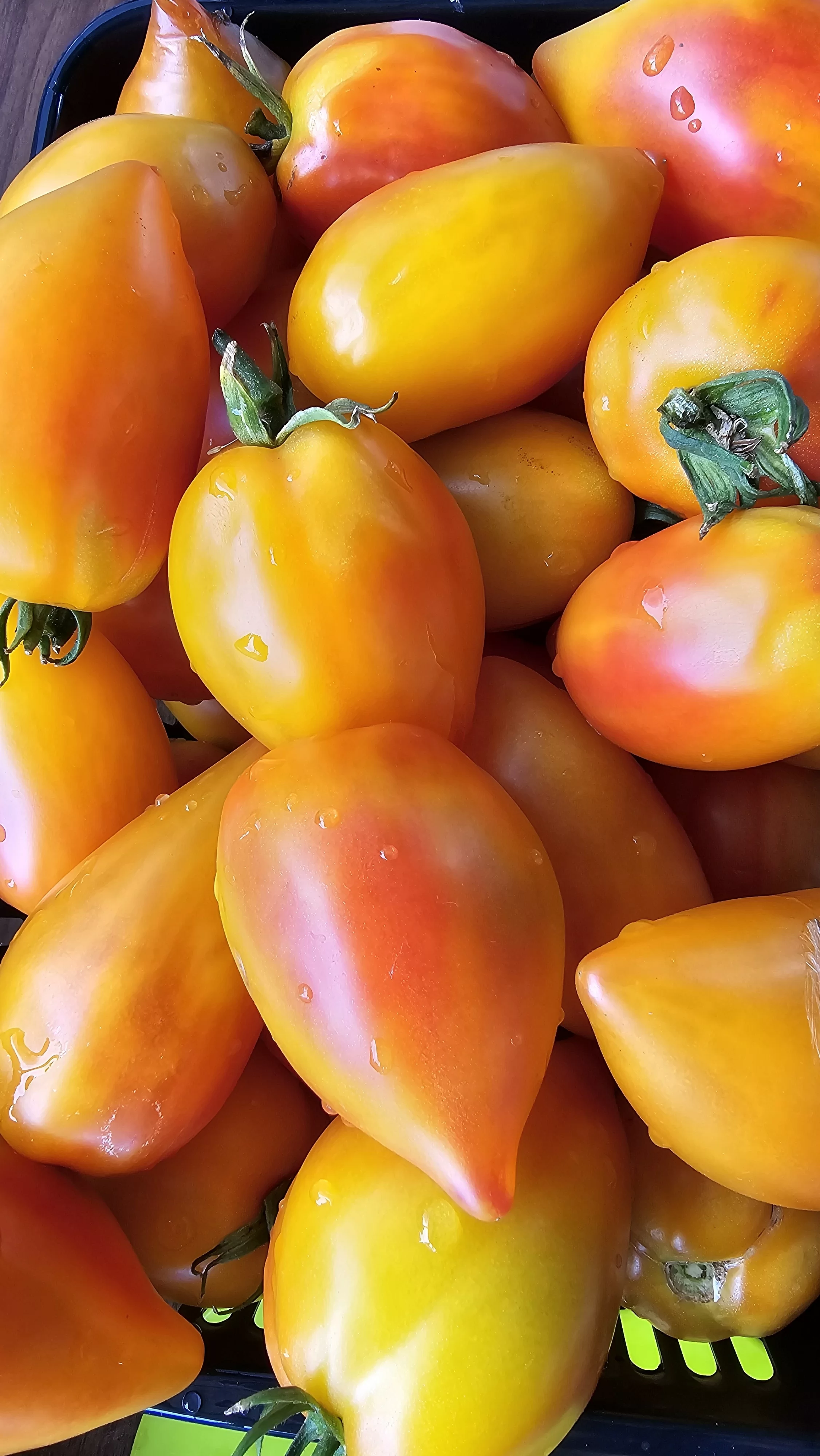 Алматинский желтый тюльпан