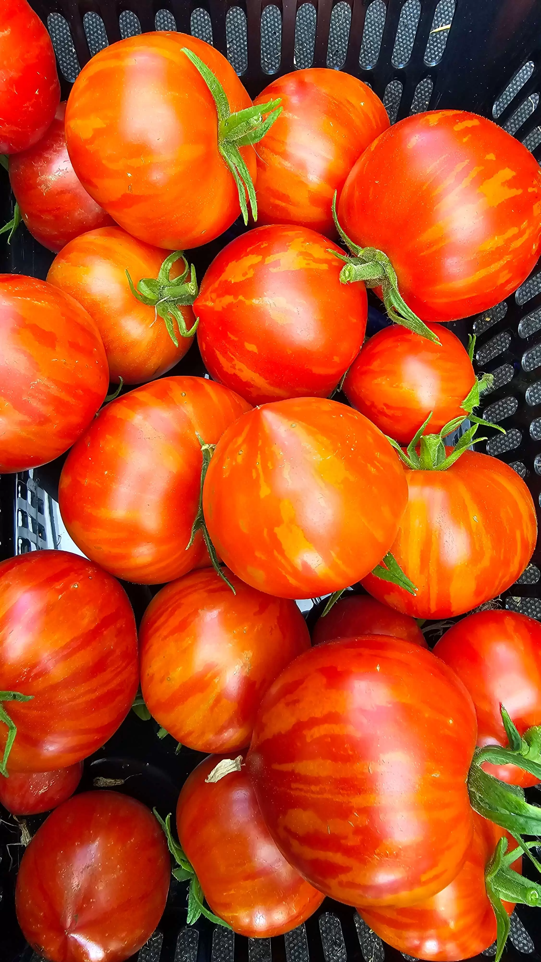 Гном Гэндальф