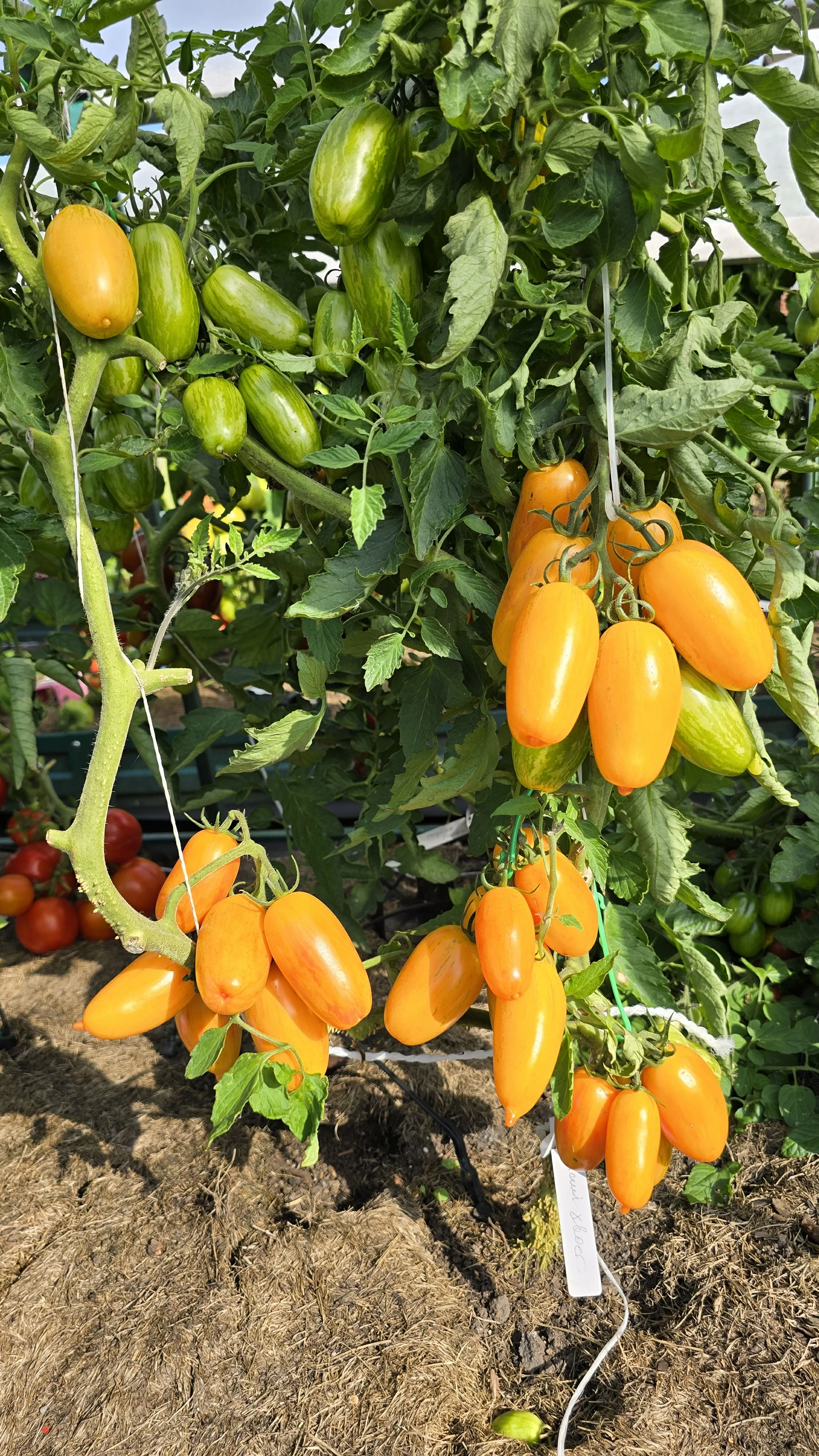 Лисий хвост