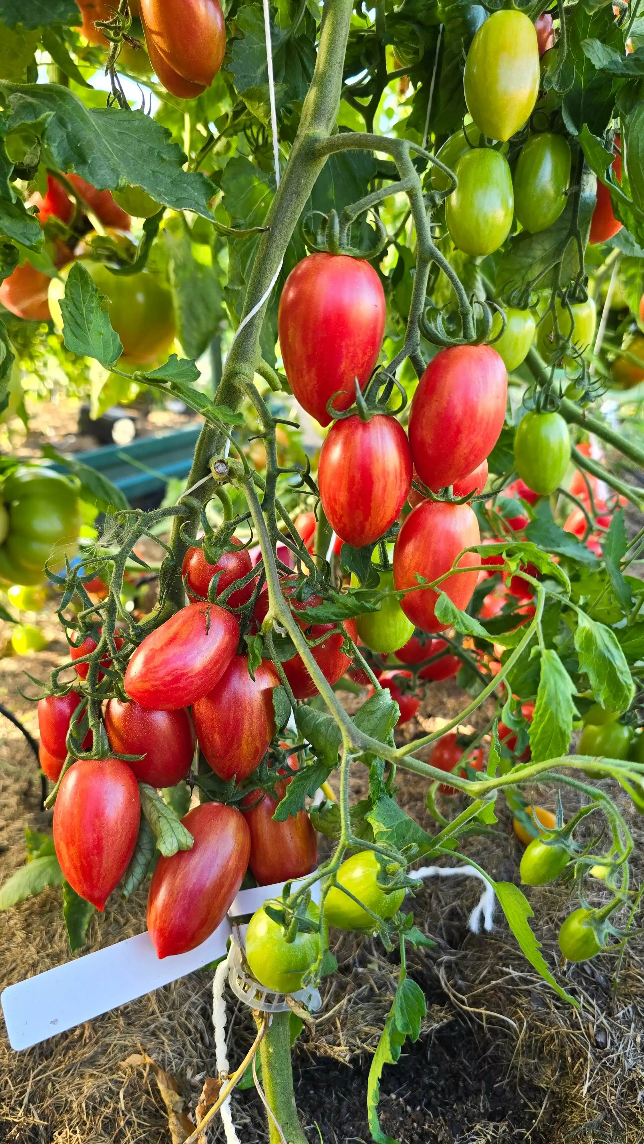 Маглия роза